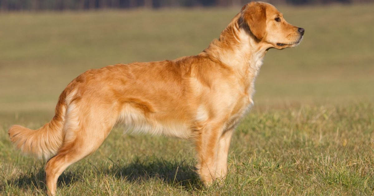 zolotistiy retriver 1513594698 15 سلالة من أفضل كلاب الصيد في العالم 1 15 سلالة من أفضل كلاب الصيد في العالم