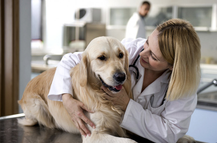 Вакцинация собаки и ее самочувствие после прививки