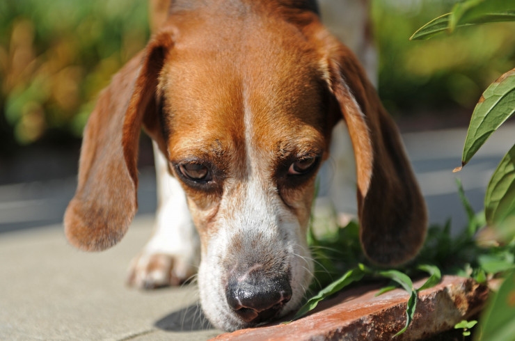 Как научить собаку искать предметы по запаху?