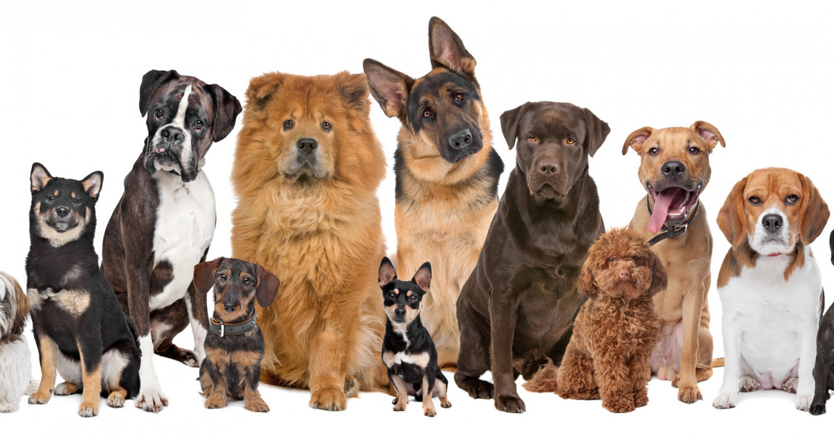 45 средних пород собак: фото и названия для выбора очередного друга