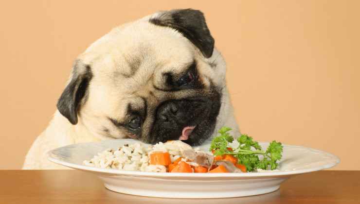 Натуральное собачье питание