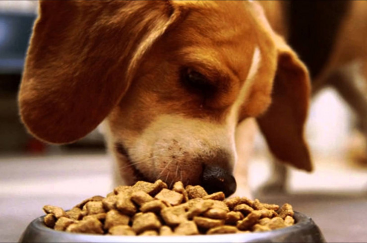 Как правильно кормить собаку