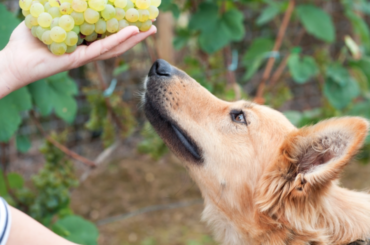 Собакам нельзя виноград