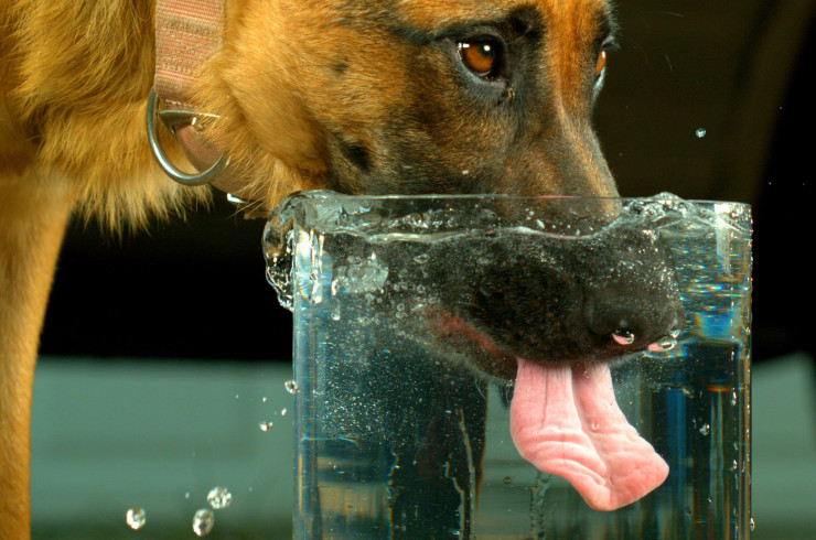 Почему собака кашляет после питья