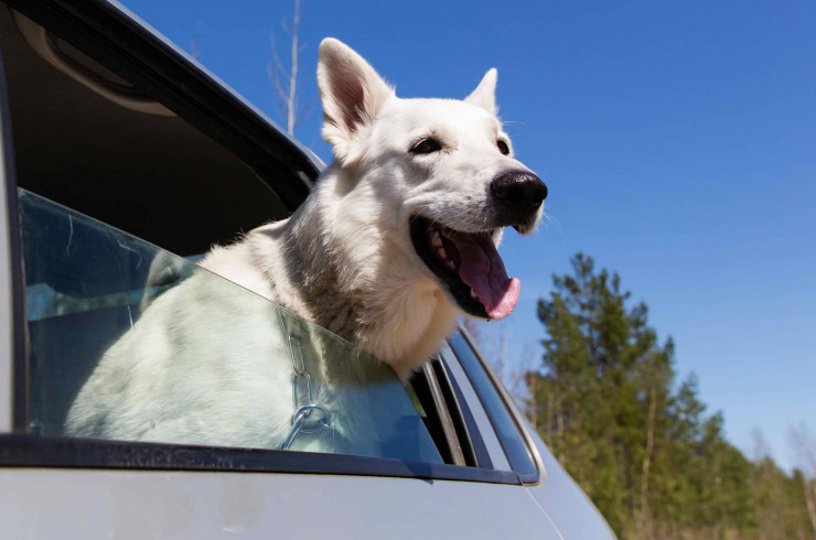 Поездки с собакой в машине
