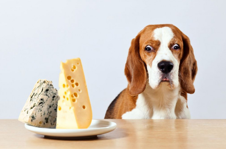 Собака и сыр
