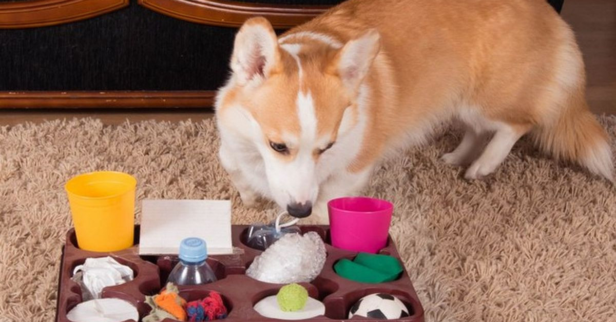 Игры с собакой дома: чем занять собаку в квартире и во что поиграть