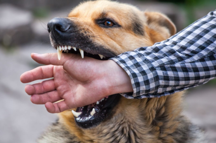 как защититься от нападения собак