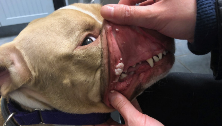 лечение папилломатоза собак