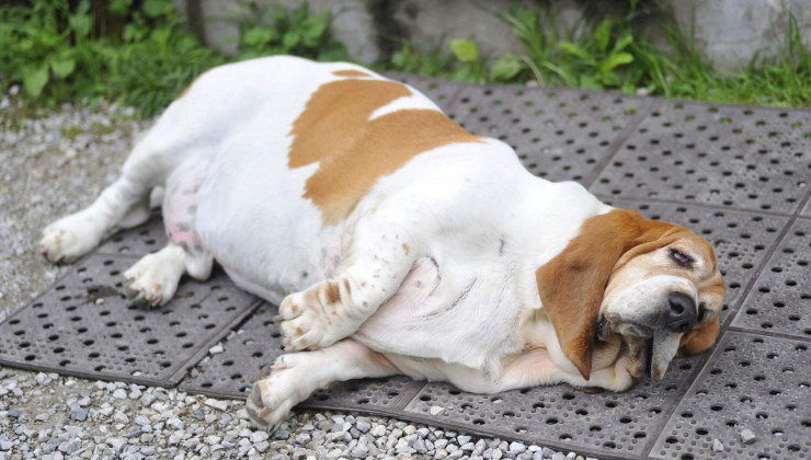 Диета для собаки при ожирении рацион для лабрадора