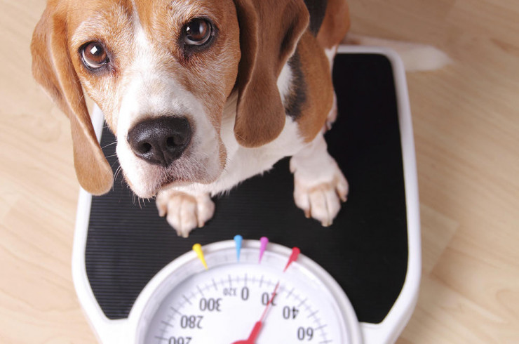 Как помочь собаке похудеть без строгих диет, или 3 шага к нормальному весу