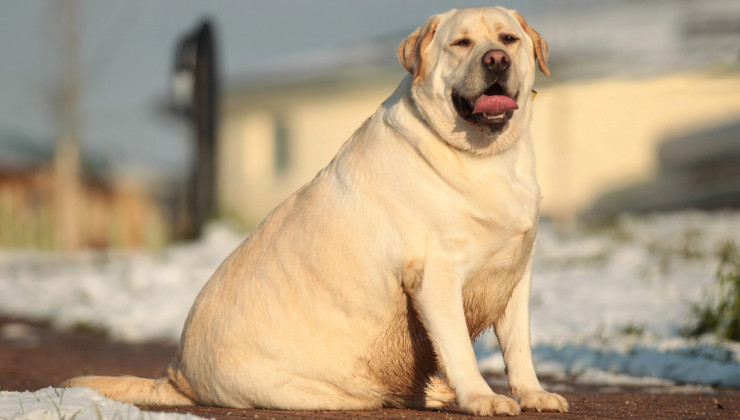 Диета для собаки при ожирении рацион для лабрадора