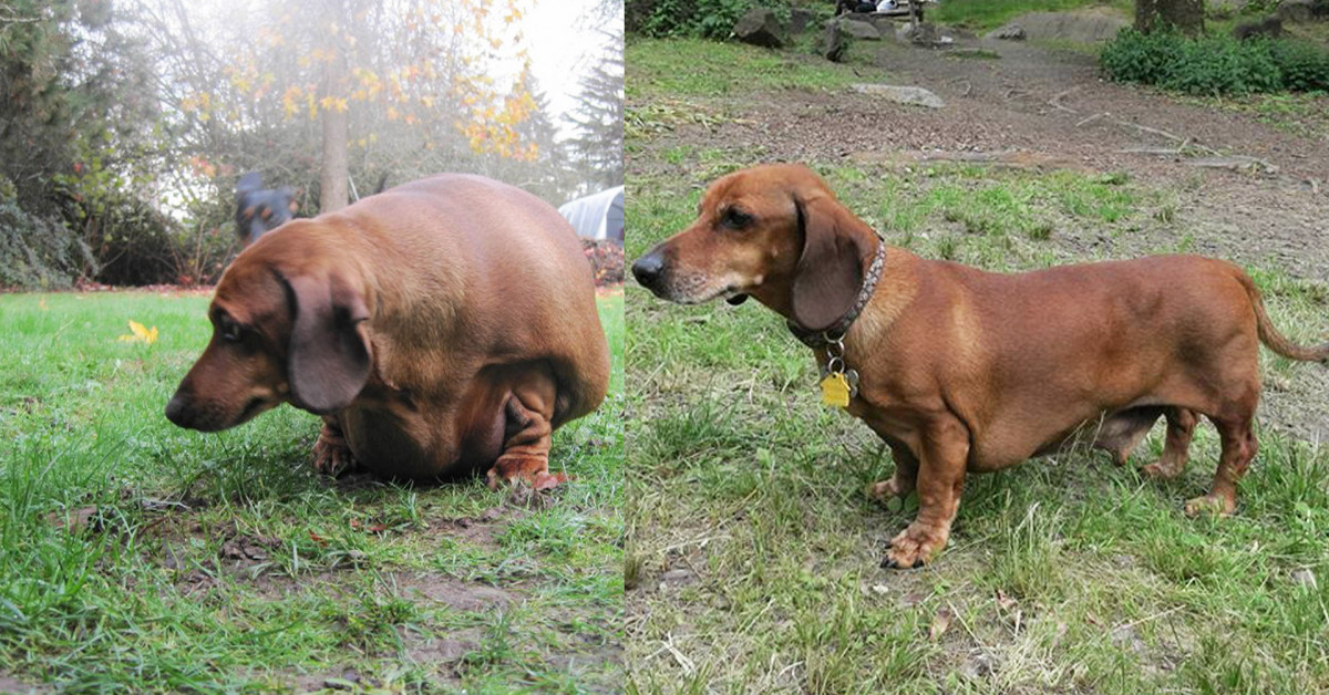 собака похудела на 10 кг
