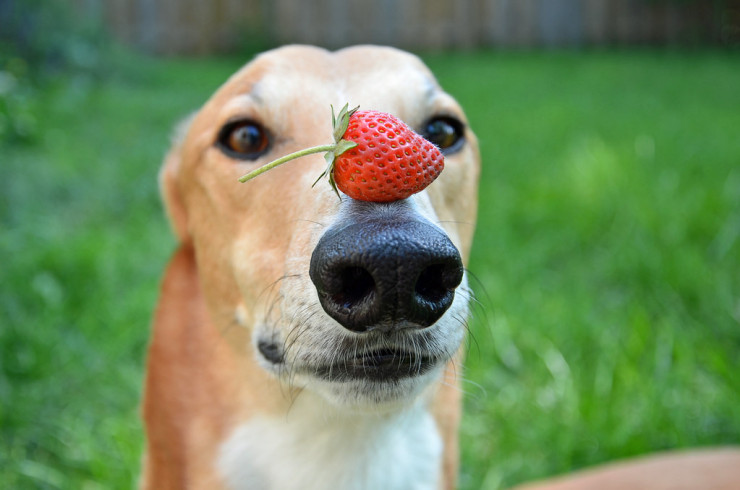 Можно ли собаке клубнику: польза и противопоказания
