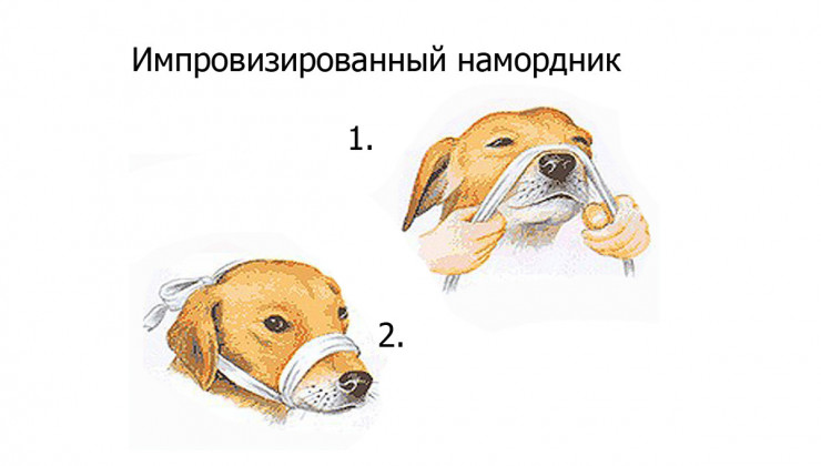 Как сделать укол собаке в холку (подкожно) и в бедро (внутримышечно)