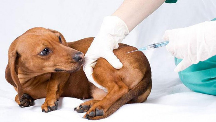 Шишка на холке у собаки после прививки от укола