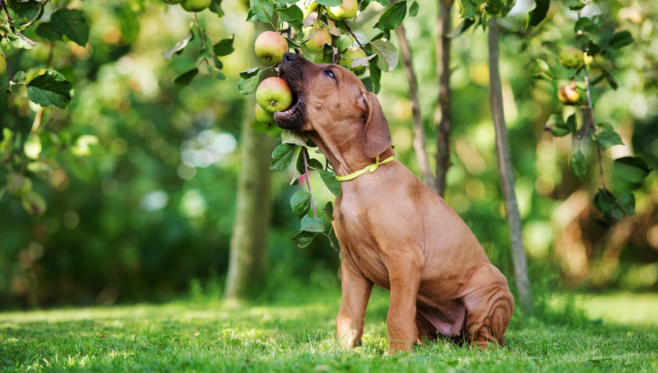 щенок ест яблоки с дерева