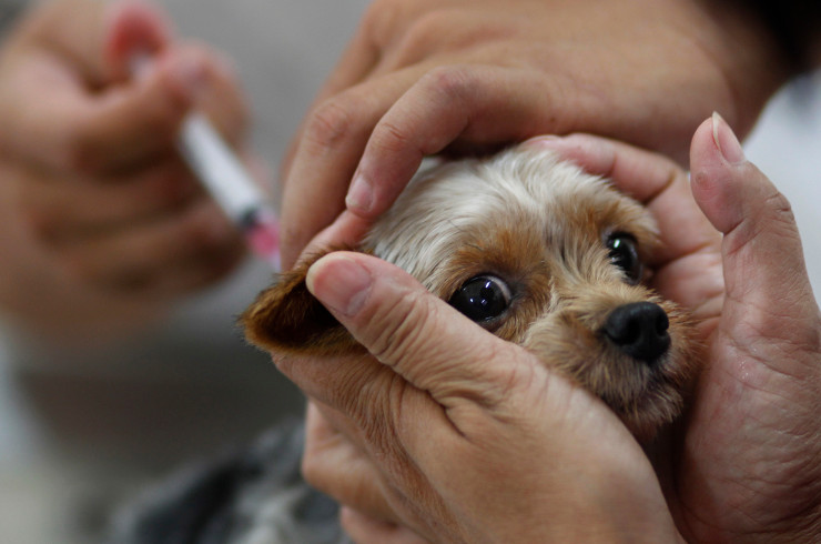 Руководство по вакцинации щенков и взрослых собак: ограничения, график, рейтинг прививок, цена