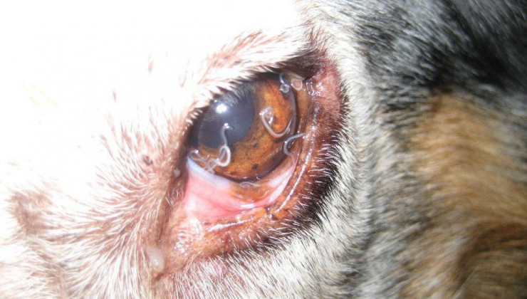 черви в глазах у собаки
