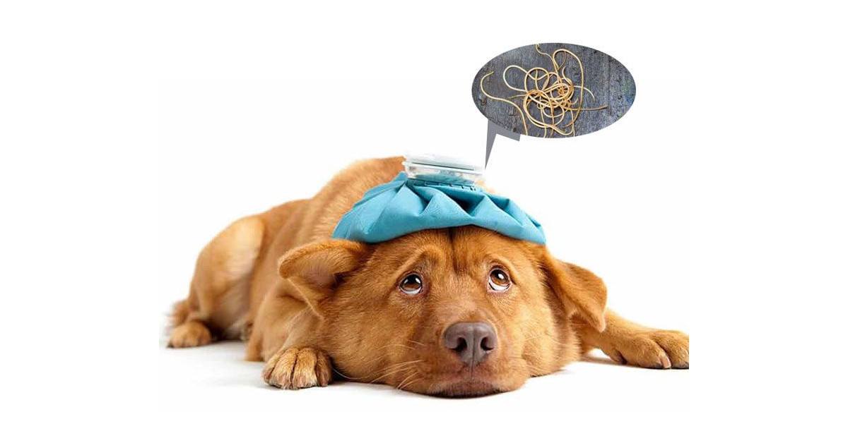 Глисты у собак: причины, симптомы, диагностика, профилактика и лечение - полезная информация для владельцев!