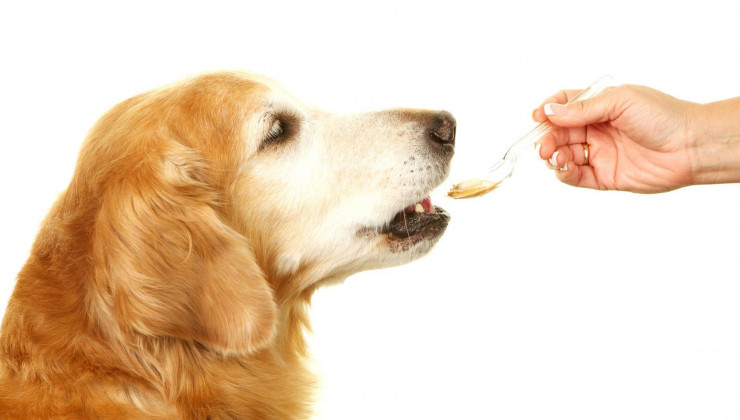 собака ест таблетку с медом