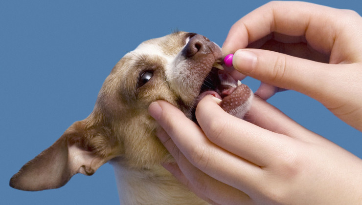 Как заставить собаку съесть лекарство