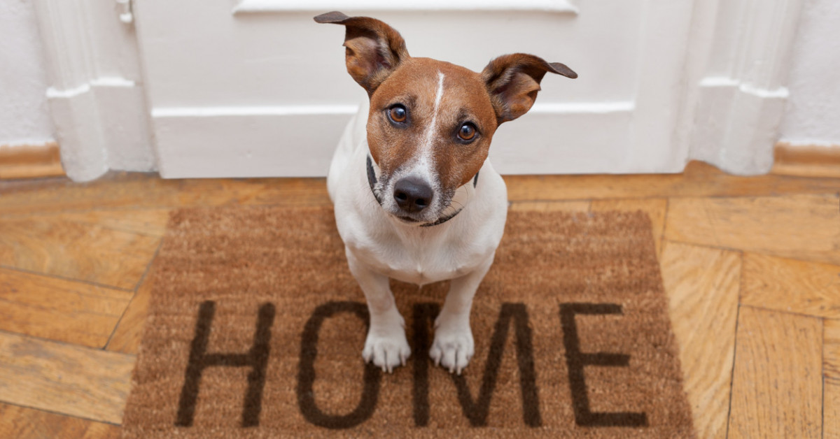 Почему собака метит дома, в квартире: что делать и как отучить