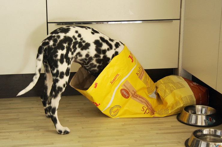 Сколько сухого корма давать собаке в день: нормы, таблицы и рекомендации